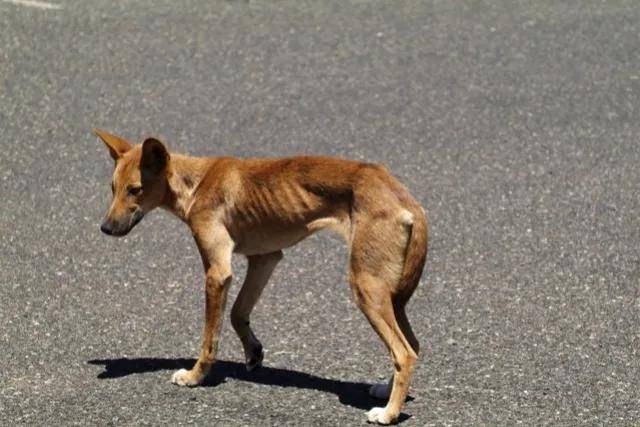 东亚野犬“入侵”澳大利亚，数量超300万，当地人为何不吃？(图4)