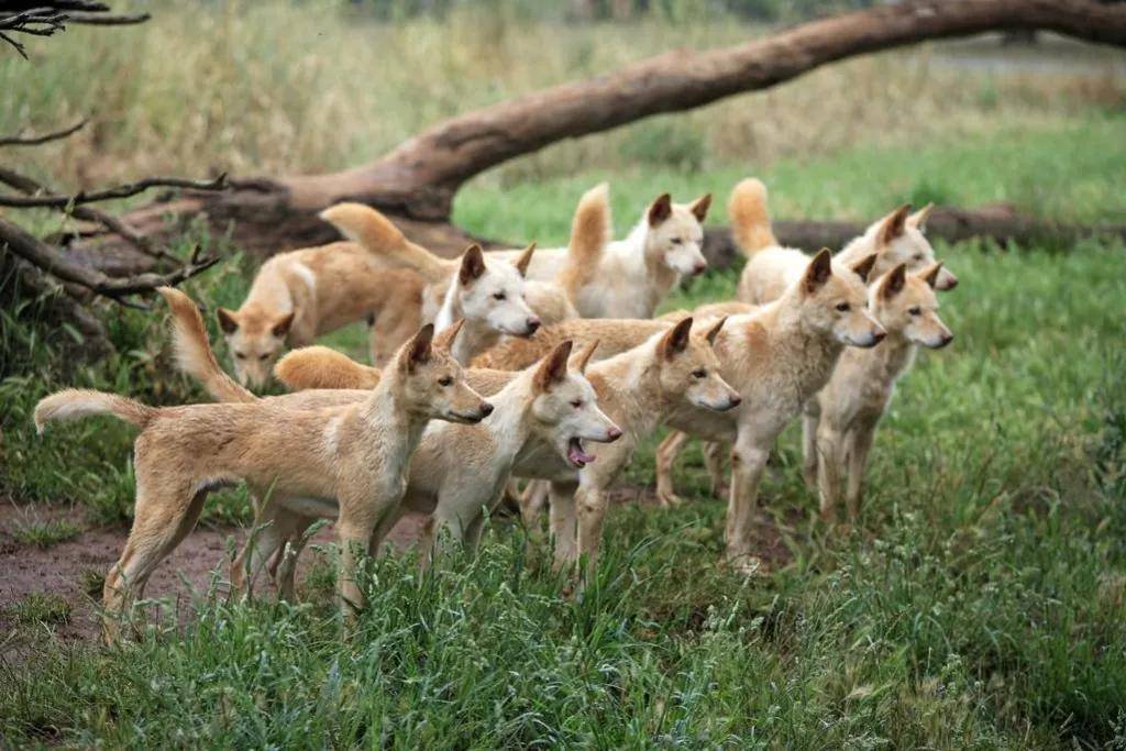 东亚野犬“入侵”澳大利亚，数量超300万，当地人为何不吃？(图3)