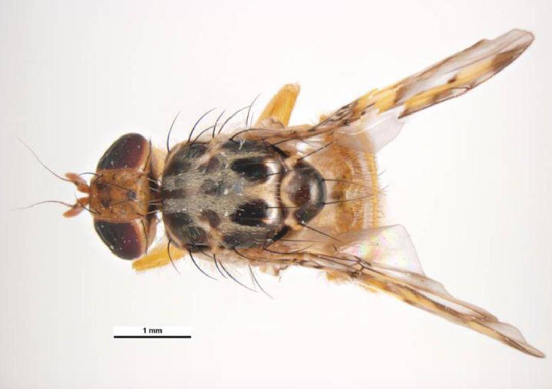 地中海实蝇的标本,图源:padil