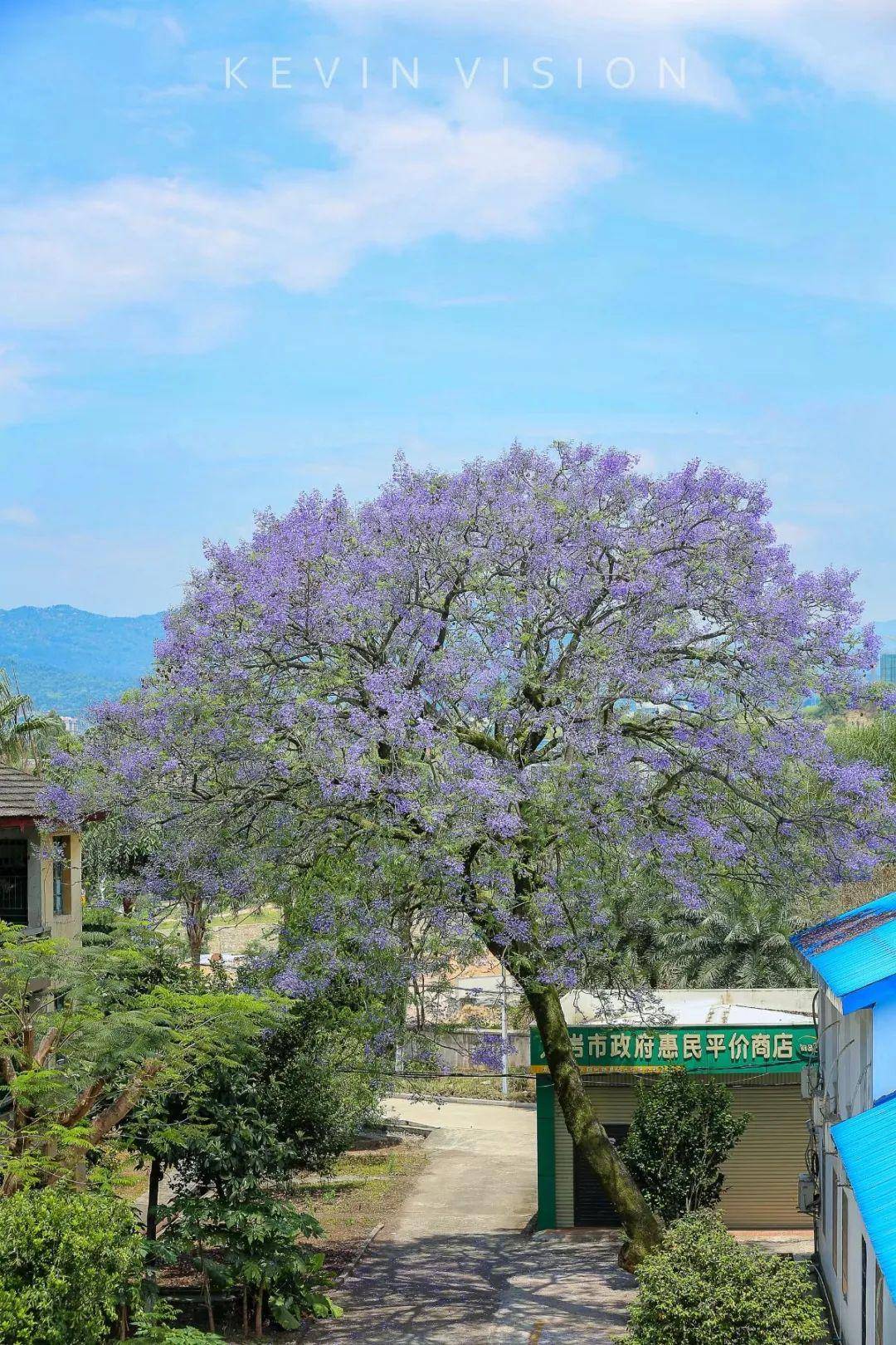 观叶,观花树种,热带,暖亚热带地区广泛栽作行道树,遮荫树和风景树