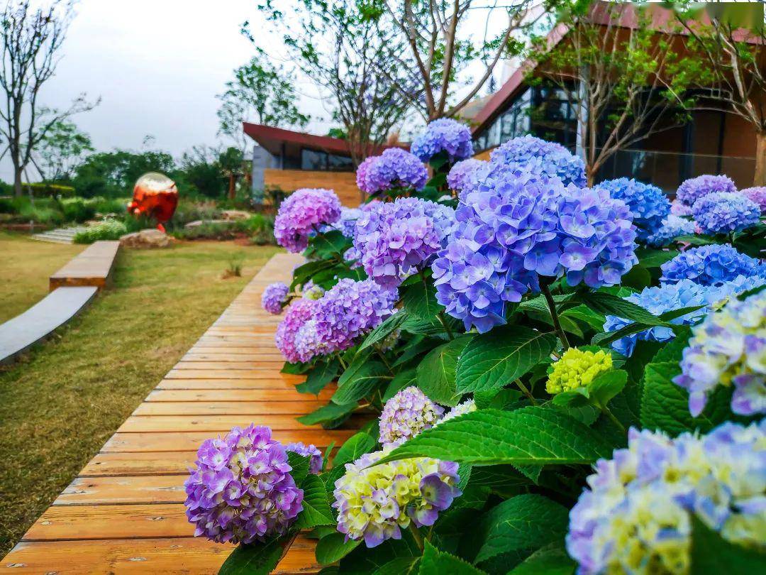 麓客岛上盛开的绣球花