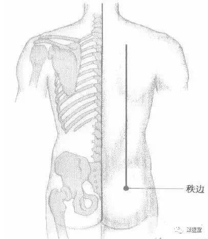 人体臀部经络图片
