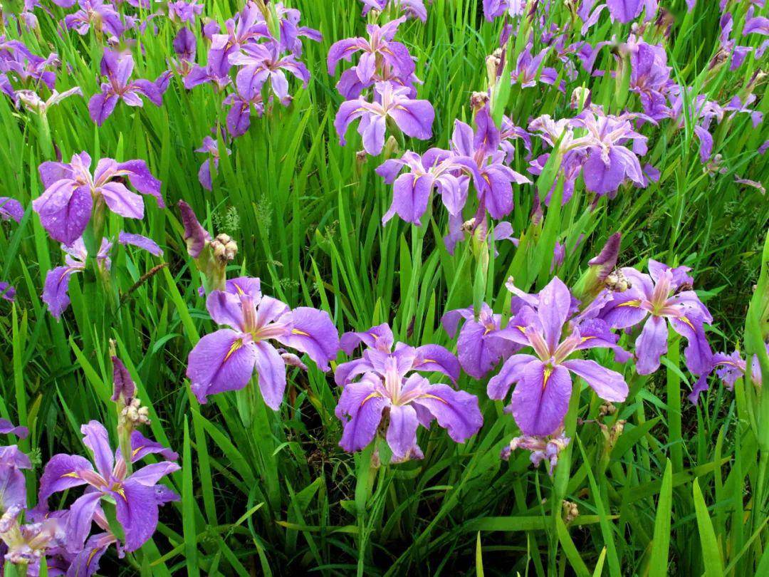 惊喜!邂逅一大片路易斯安娜鸢尾花海