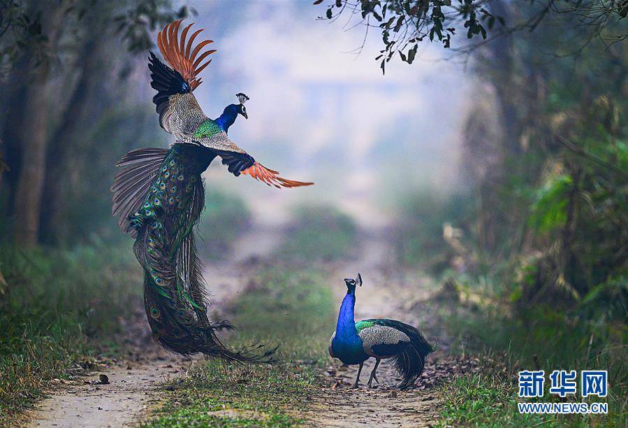 非常漂亮的一种"野鸡",羽毛比孔雀更漂亮,只有我们才有