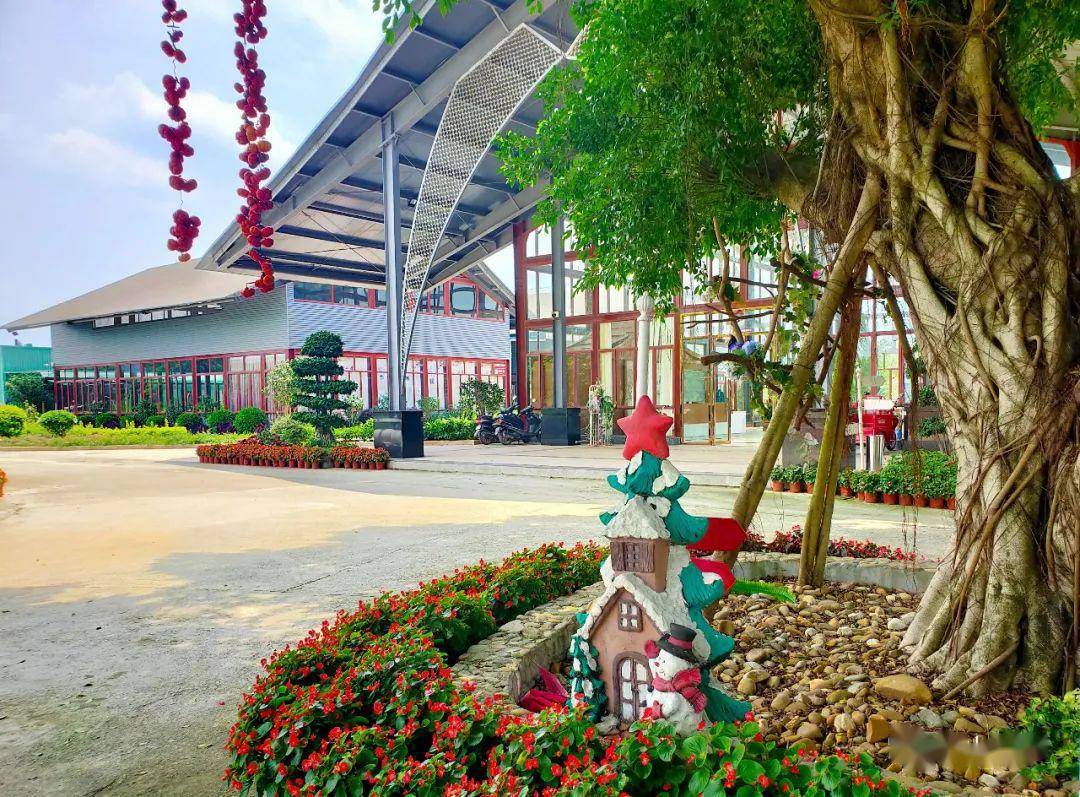 紫娇花,甜万寿菊等繁花朵朵,色彩斑斓,芳香扑鼻宅梧香草小镇的百亩