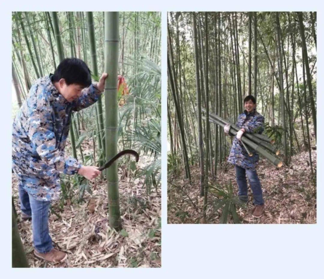 砍竹子做鞦韆他把網課上成田園牧歌