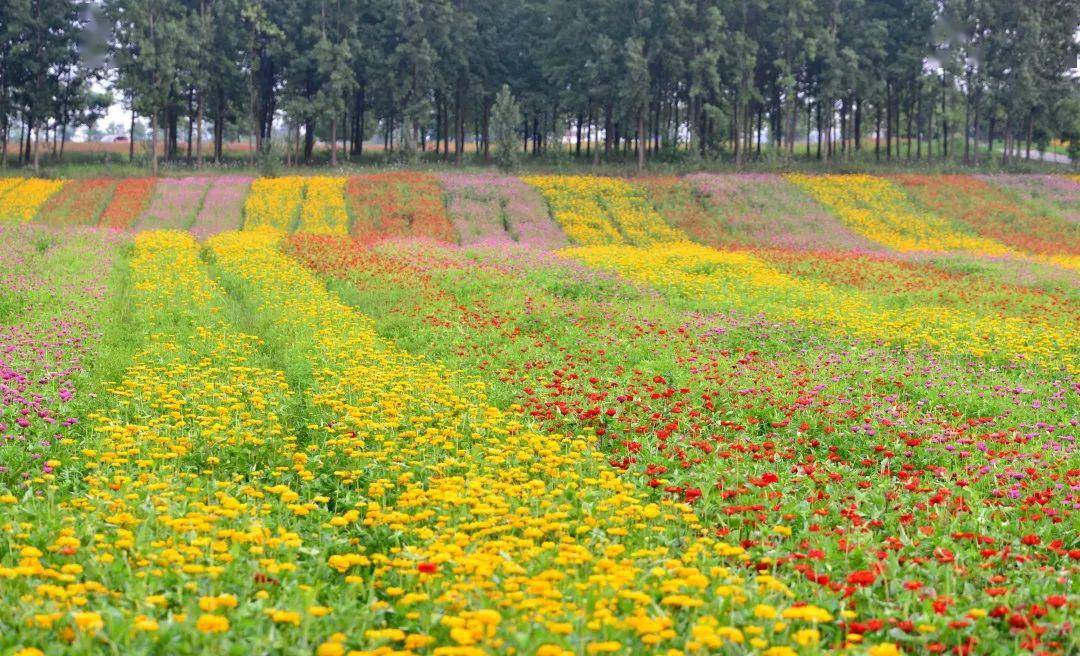 三十岗惊现"普罗旺斯" !千亩花海等你来赏!