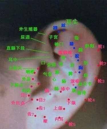 艾灸一次耳朵等於做一次全身保養可以通經絡行氣血排淋巴