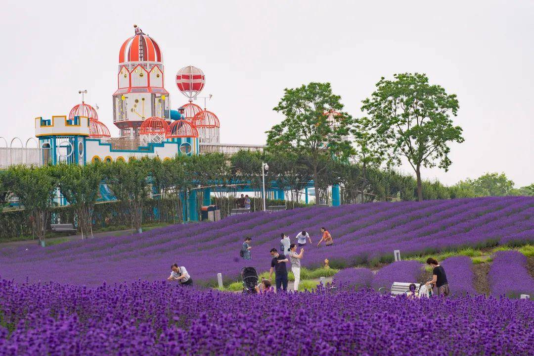上海薰衣草公园图片图片