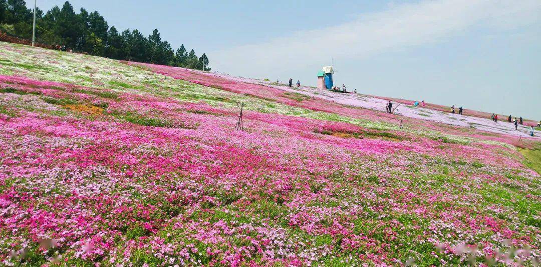 岳阳湘阴61洋沙湖五彩花田渔窑小镇1日游06198