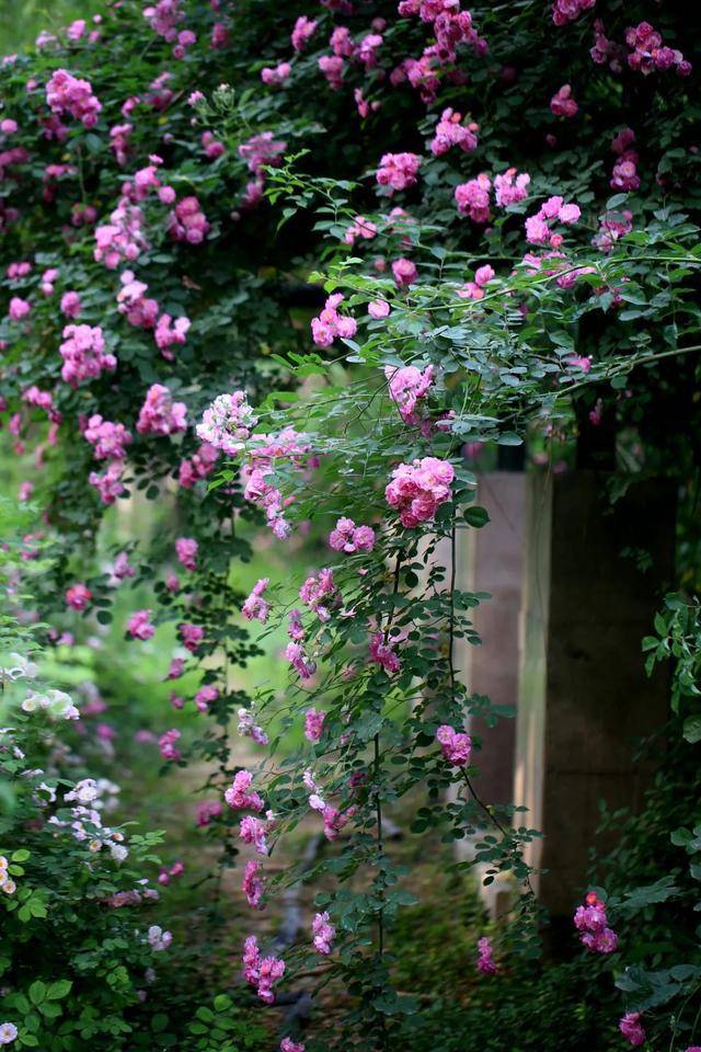 安利了这份辨花攻略,管它牡丹,芍药,蔷薇,月季与玫瑰,你就是最强识