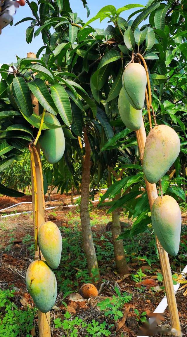 首届雷州覃斗芒果节盛大开幕!带你感受初恋般的香甜