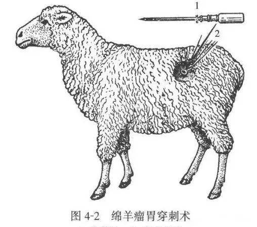 羊瘤胃位置图片图片