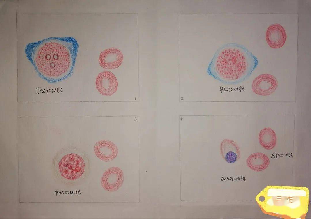 高倍镜下血细胞手绘图图片