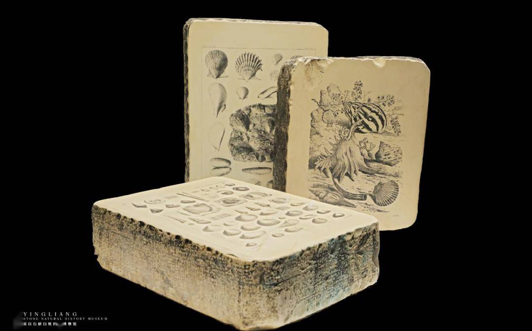 图22 19世纪石版印刷原版,现藏于英良石材自然历史博物馆不用雕刻石板