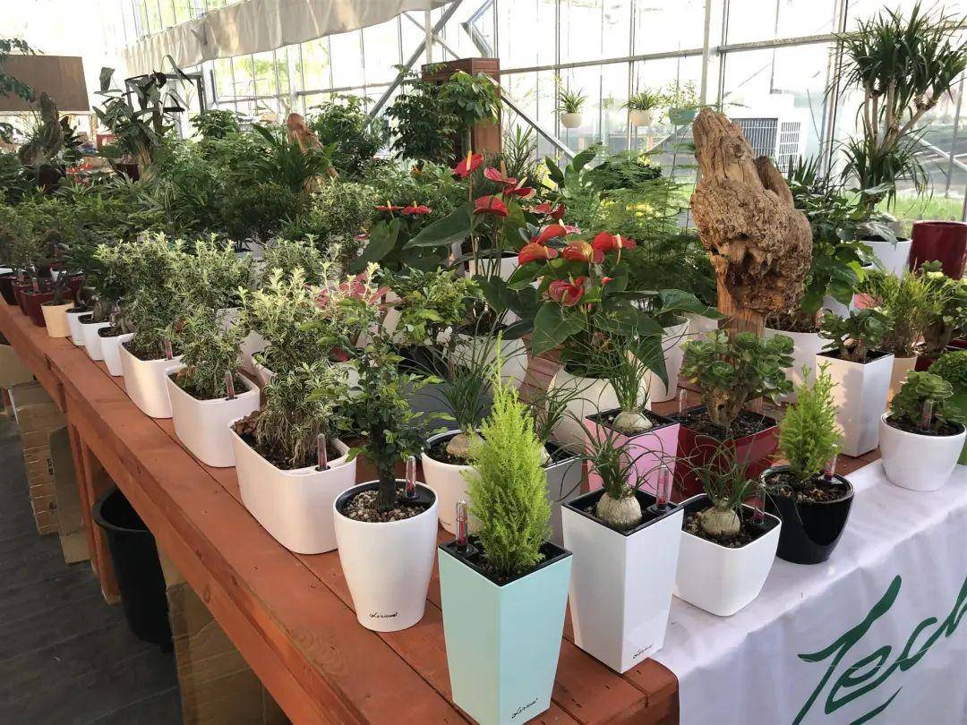 此外,花博园还有铁皮石斛盆栽,各种鲜切花,大型盆景等可以欣赏