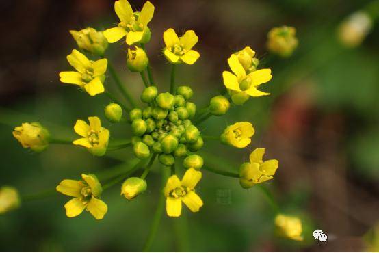 風花菜十字花