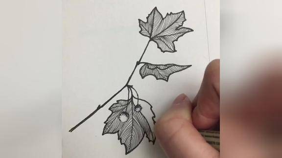 一支笔教你画悬铃木线条让生活变得更加有趣