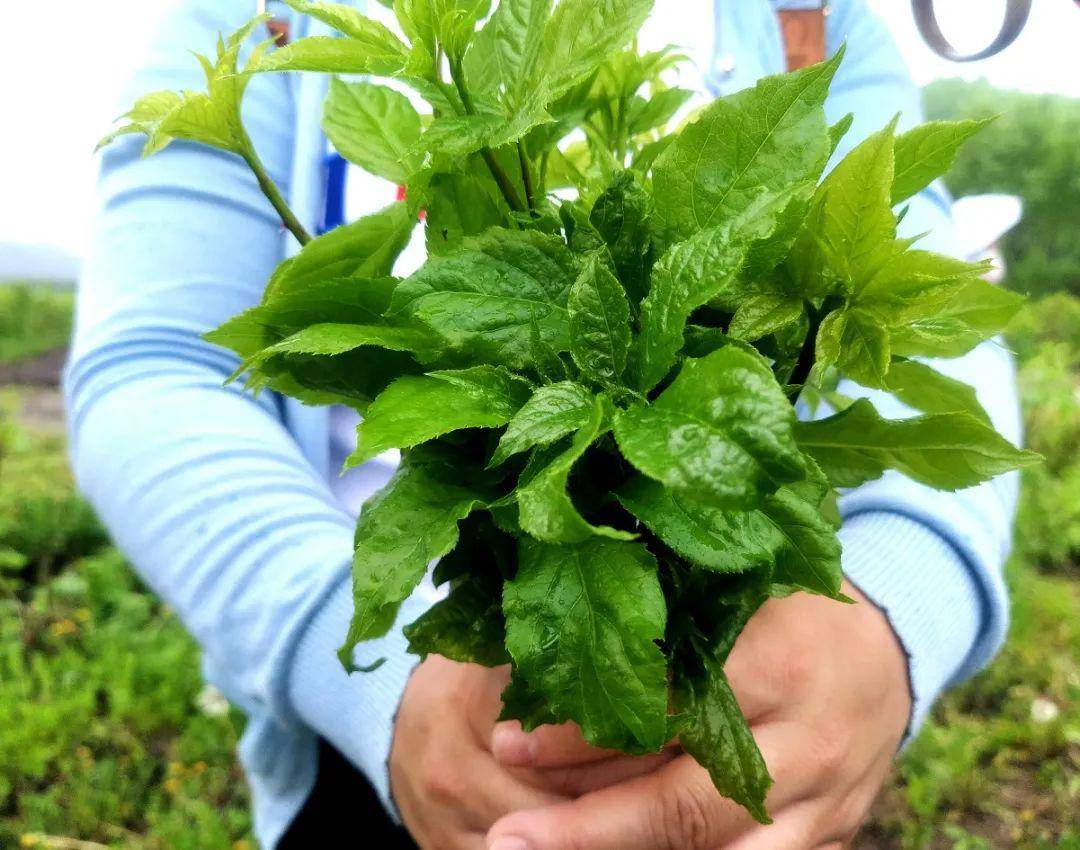 等不了啦! 红升乡40余万斤刺五加眼瞅到季