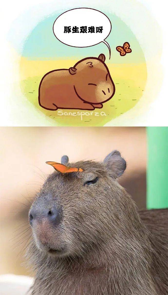 治愈系的水豚漫画