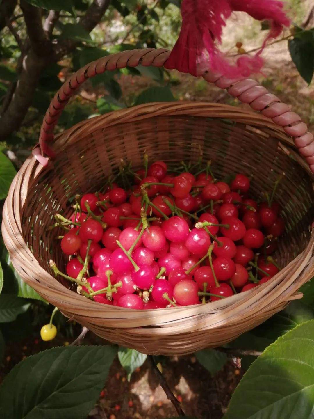 果园采摘 会场赶海,青岛中旅邀您共赴"甜蜜盛宴"_樱桃