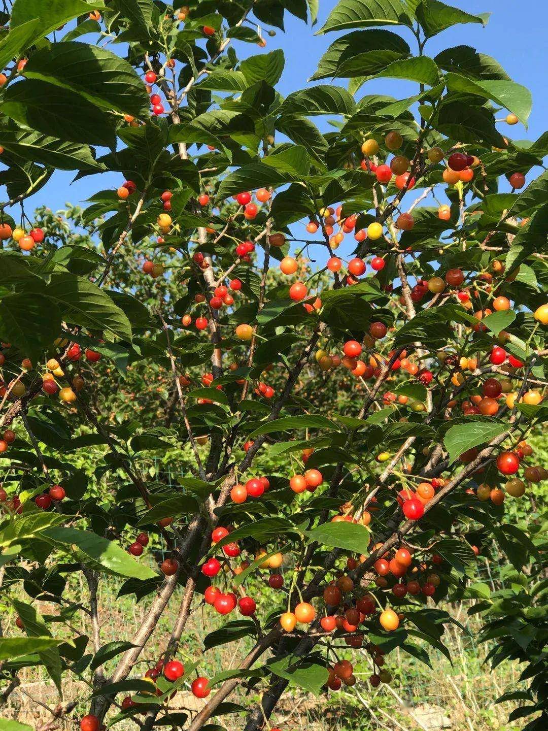 果园采摘会场赶海青岛中旅邀您共赴甜蜜盛宴