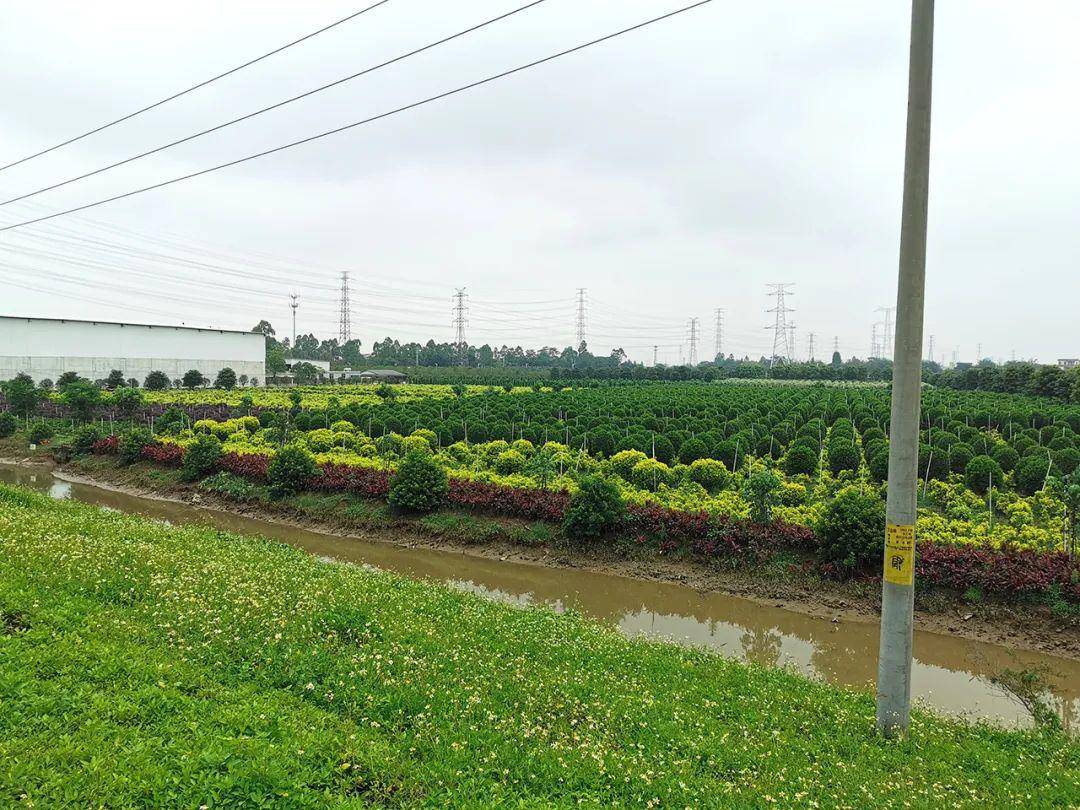 南沙大岗新沙村大变样从令人望而却步到打造特色精品示范村