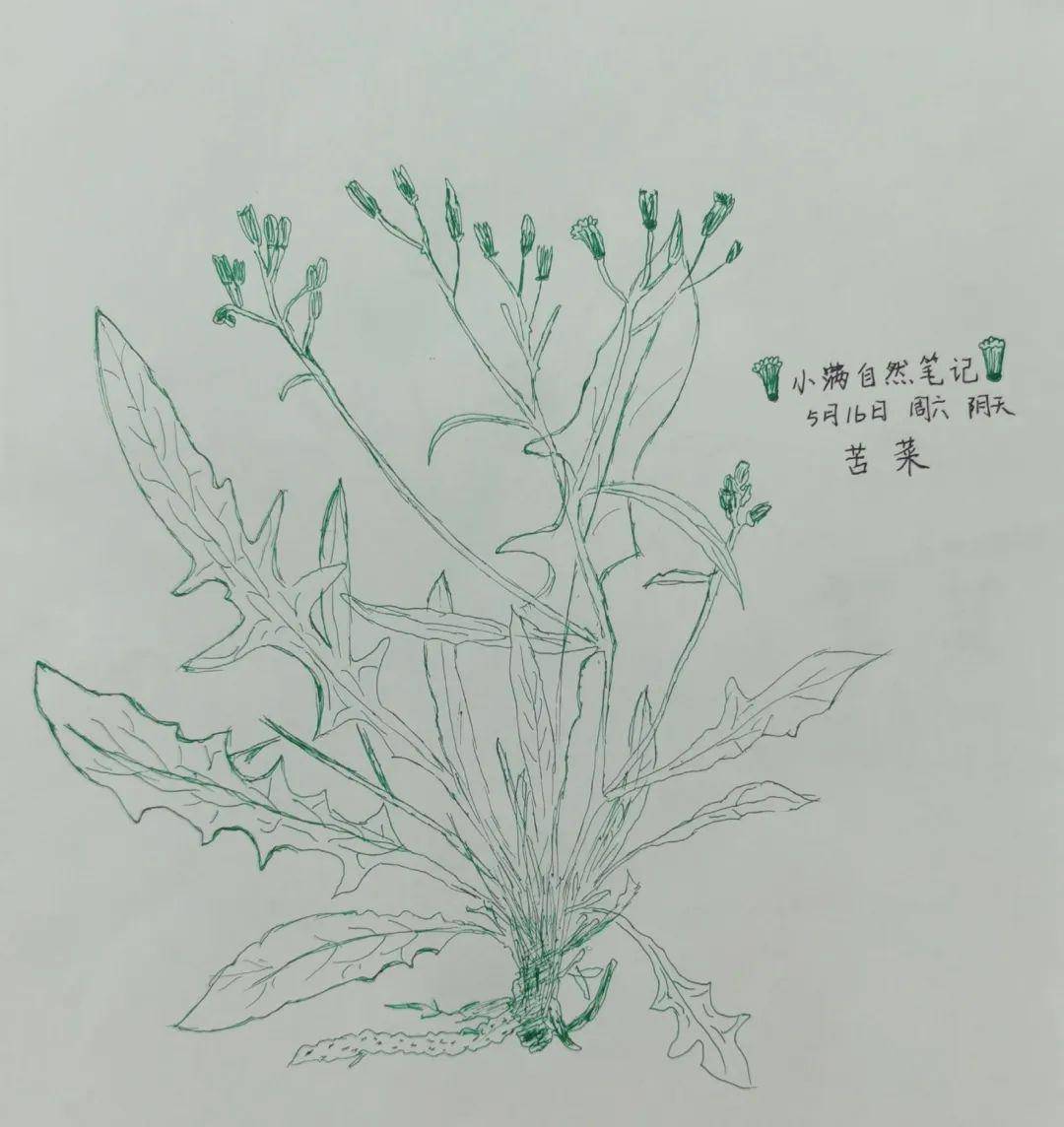 苦苣菜简笔画图片