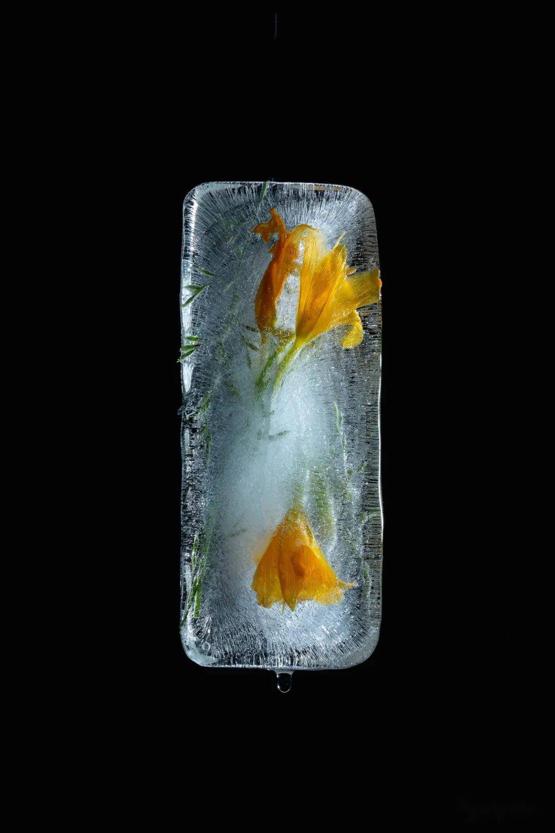 520鬼才摄影师送您一枝冰玫瑰脑洞大开了