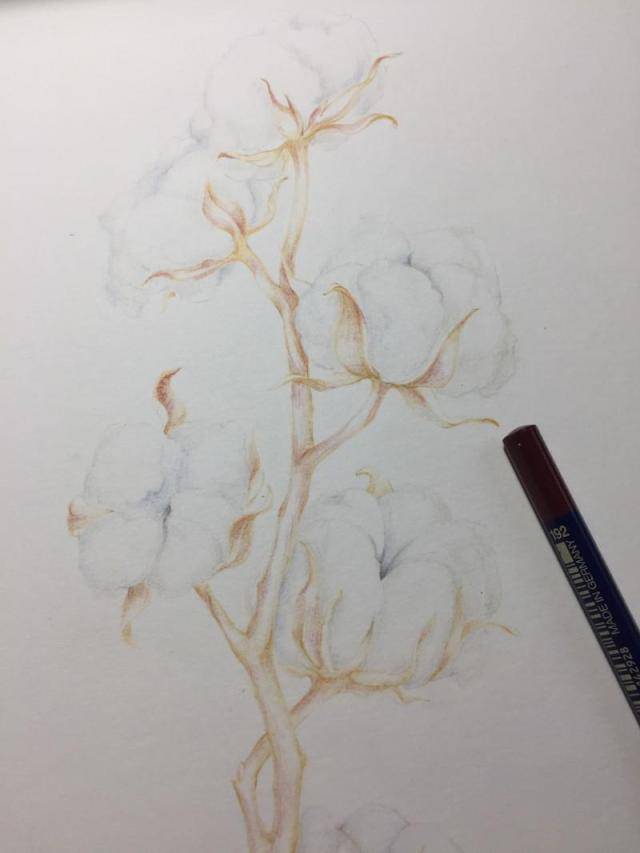 「0基础学彩铅」彩铅入门级教程,画一支棉花