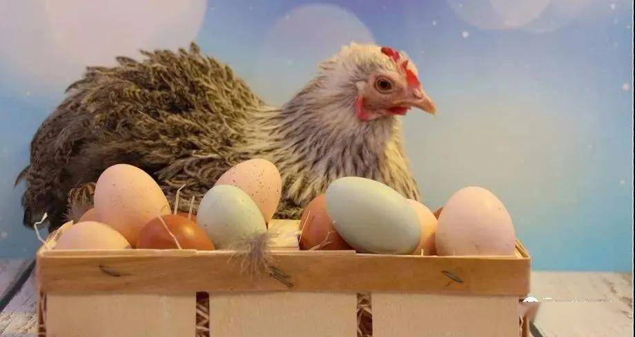 如何提高粉壳蛋鸡养殖效益?