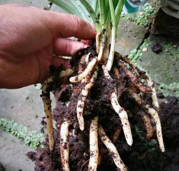 想要花儿长得壮5月养花要养根3种壮根水一浇叶绿花爆盆