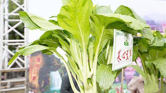 世界上最贵的蔬菜拍出了6万元的天价被称为菜心至尊