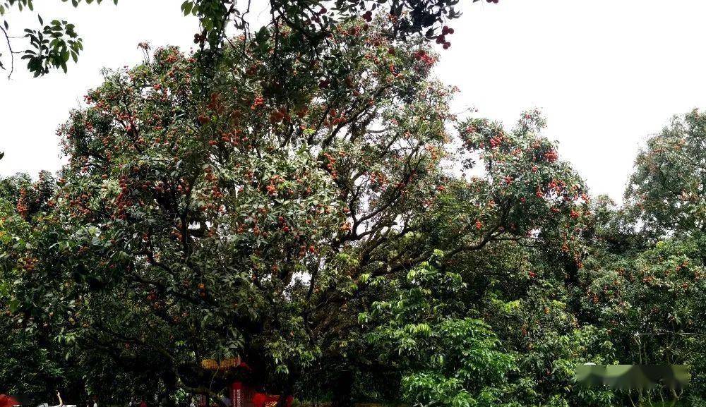 高州一棵600多年荔枝树,拍出138万元!-搜狐大视野-搜狐新闻
