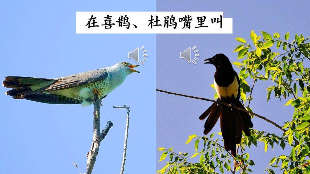 在线课堂统编语文二年级下册第2课找春天图文解读课文朗读知识点同步