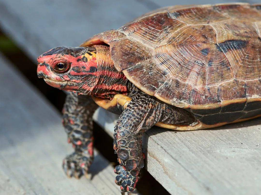 日本地龟丨素雅与艳丽的完美共存