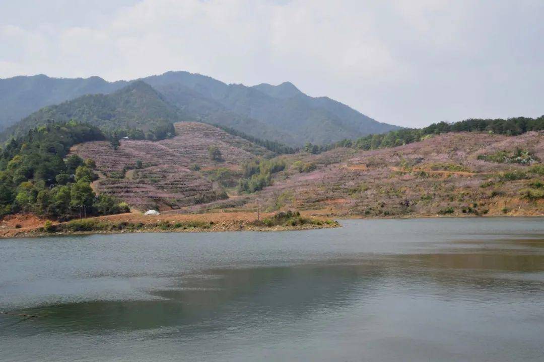 界水动态今年的桃子太好吃揭秘界水最美桃园