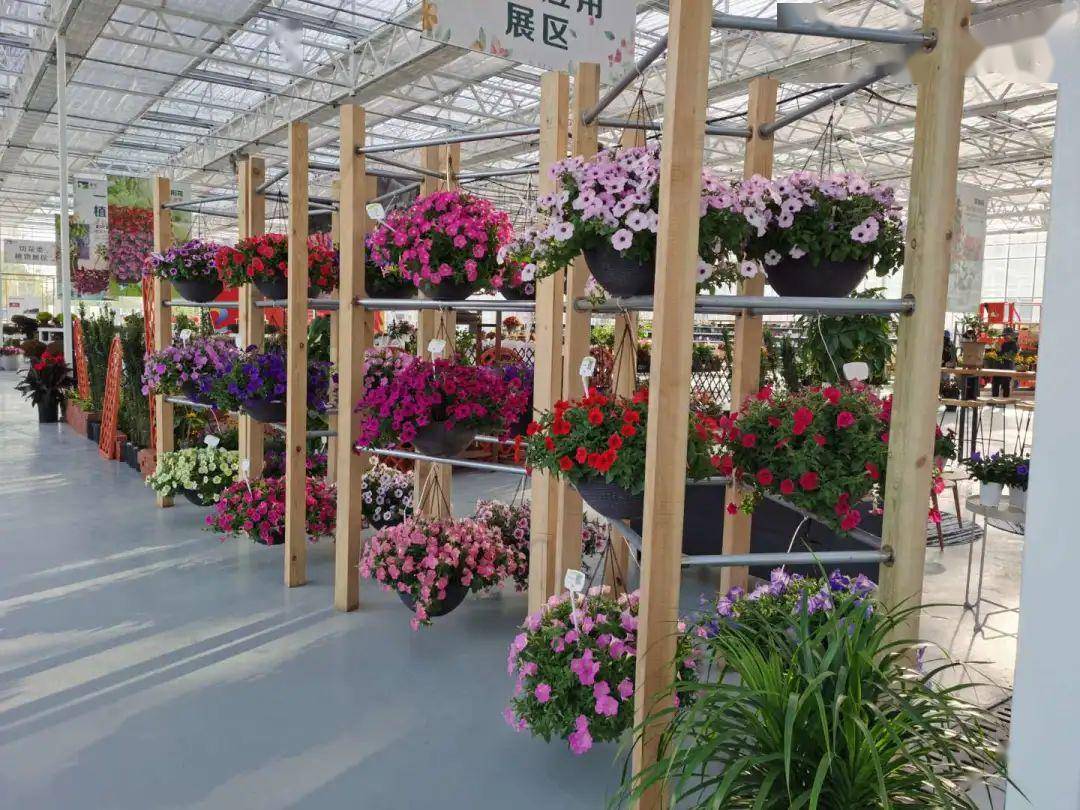 迎花博展花梦2020上海崇明国际新优花卉展开幕