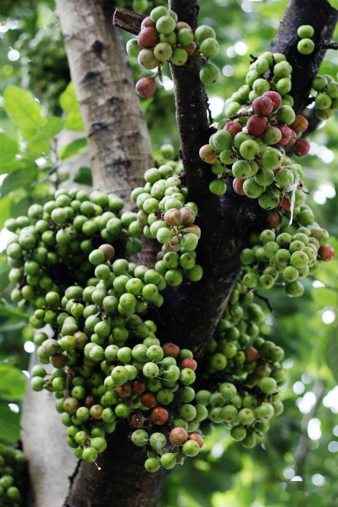 又见木瓜榕(蜜枇杷)由绿直接变红,个头稍细,如红葡萄,三华李.