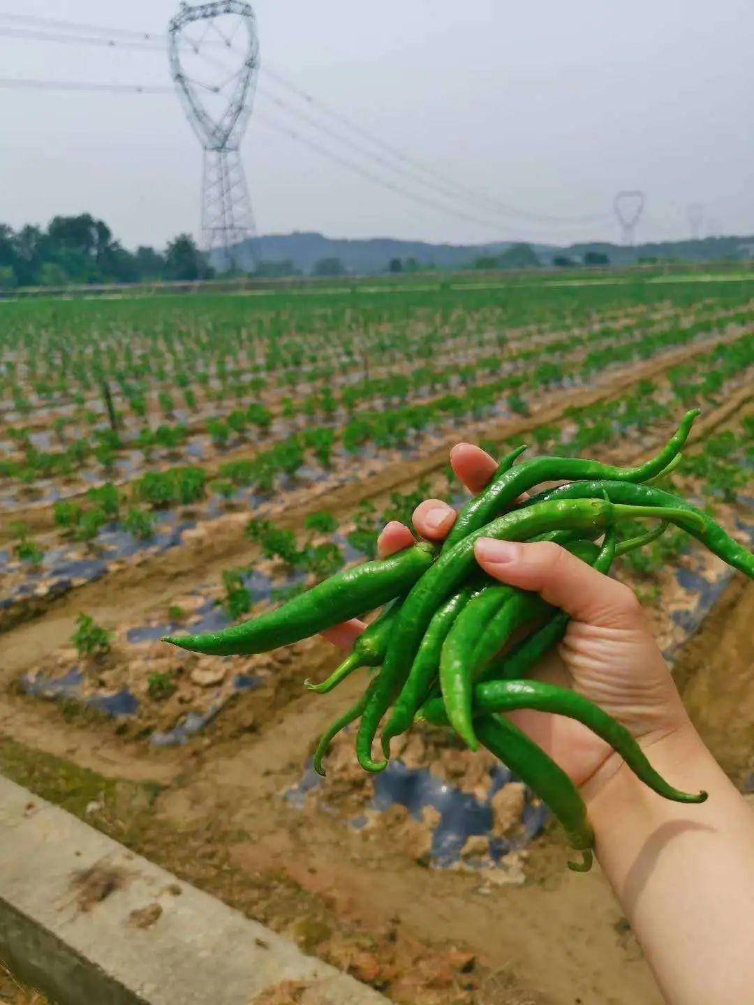 种植了 湘研15号,长辣7号等 优质辣椒品种 " 周围的农民告诉小编 别看
