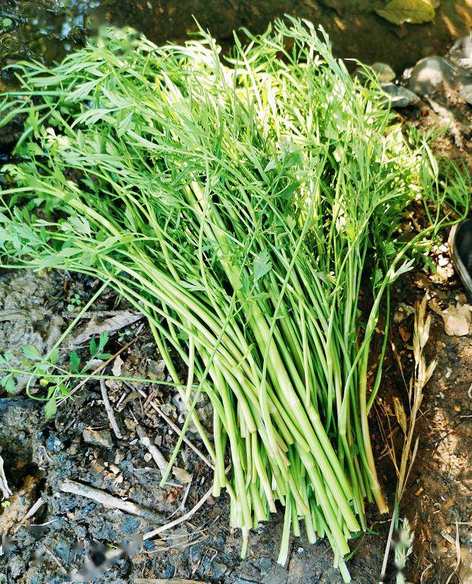 健康向水而生的这种野菜是永康人熟悉的乡野味道