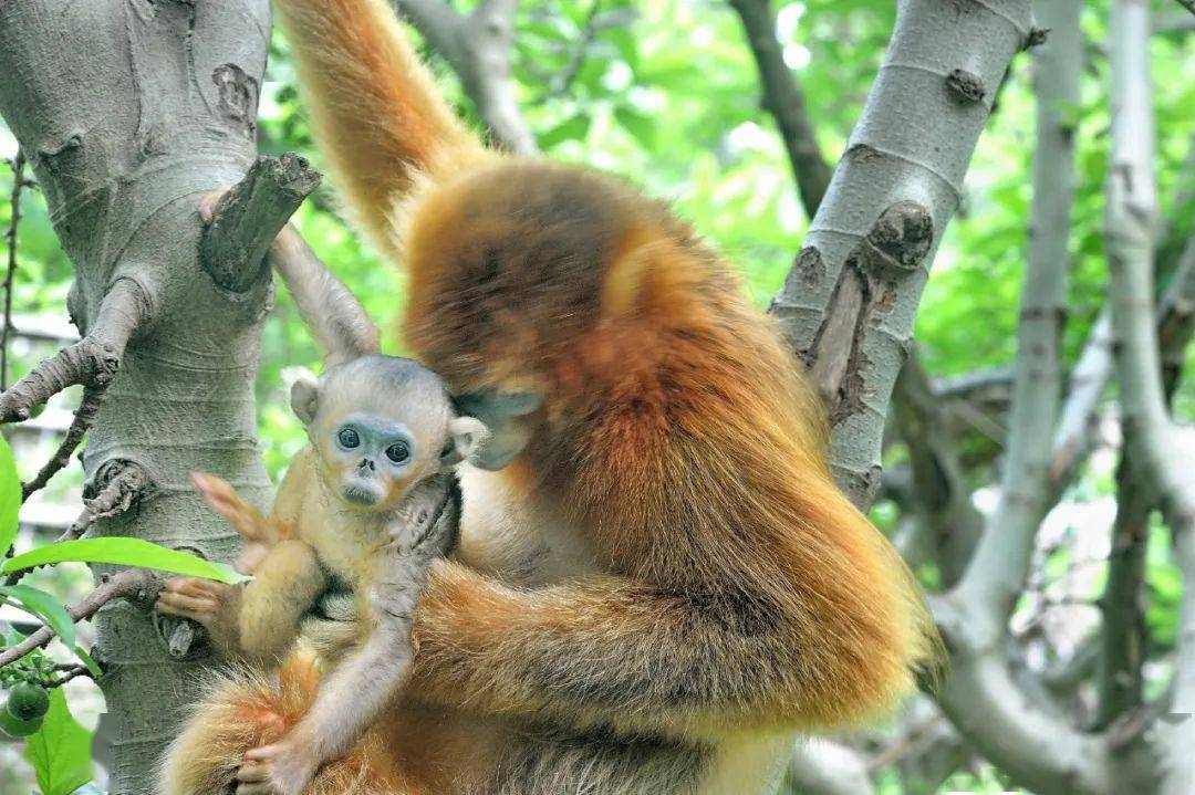 赞生物多样性之神奇为新生小金猴起个名字吧