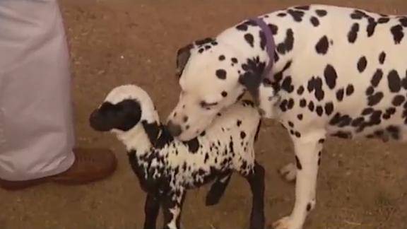 与众不同的斑点羊因长相像狗所以被斑点狗收养