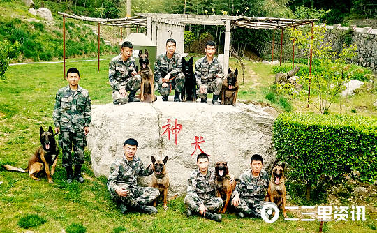 媒体探秘华山脚下"神犬"奇兵:军犬住独院,有军籍