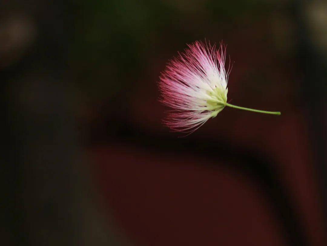 自然特辑 萱草解忧,合欢蠲忿