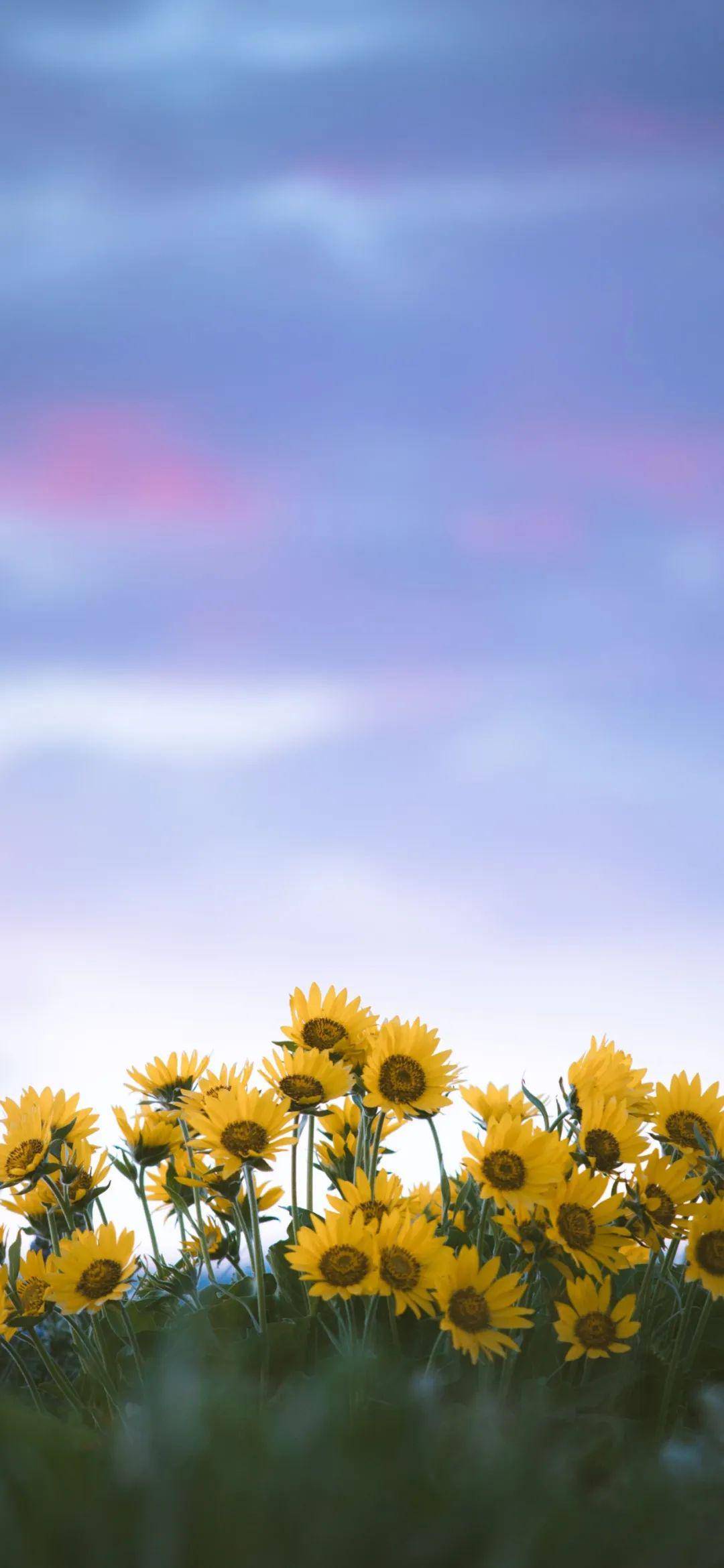 全面屏壁纸高清手机壁纸美图精选