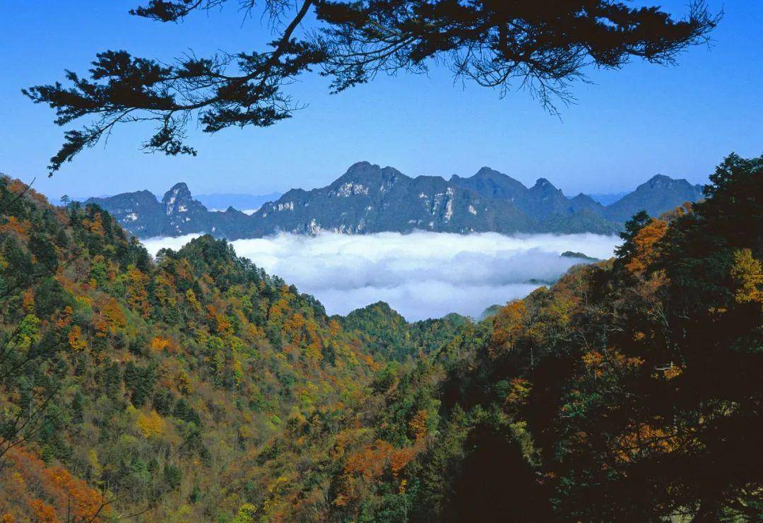 "国际生物多样性日"特别策划 |走进大老岭