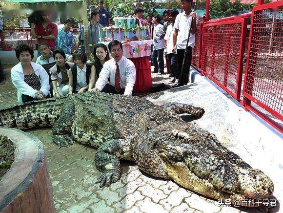 洛龙是最大的湾鳄吗?当然不是,比它更大的至少还有6条