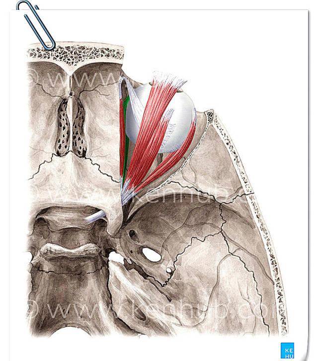 9种18张眼外肌解剖图像