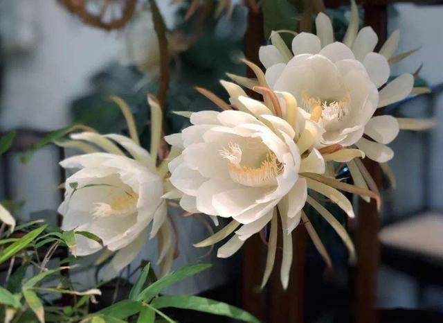 一旦发现花骨朵,我们就要及时观察昙花哦,可千万别错过它开放的时候!